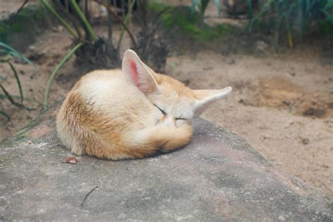 Selective focus of fennec fox sleeping on a rock. 20798764 Stock Photo ...