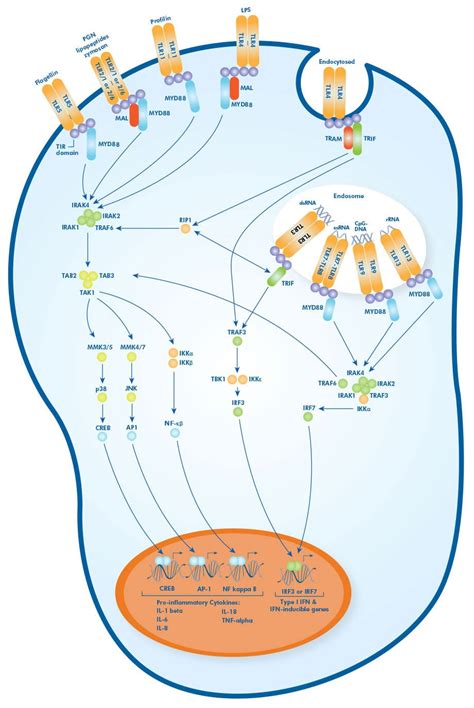 Tlr Signaling Pathway Toll Like Receptors Bio Techne