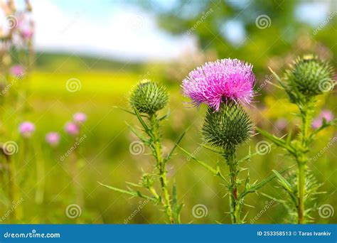 Image Of Wild Scottish Thistle The Luxurious Purple Flower Is