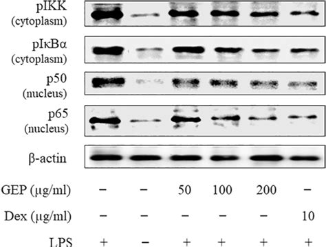 Effects Of Gammaaminobutyric Acid GABA Enriched Product GEP And