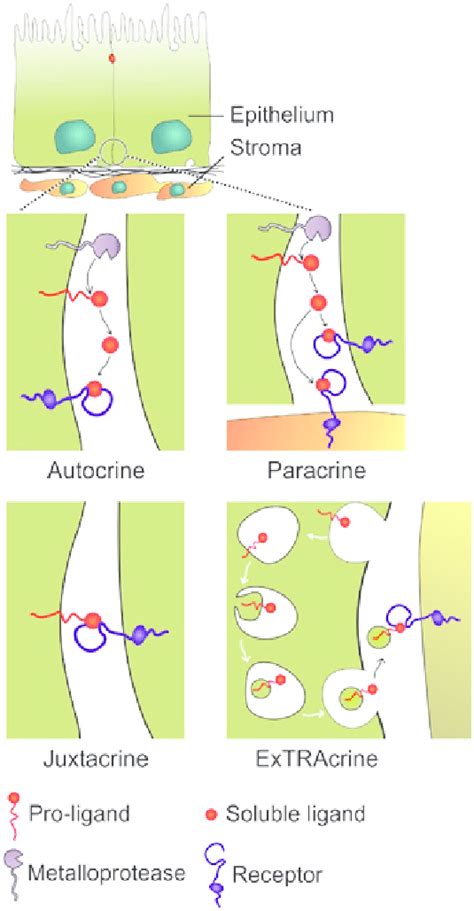 Modes Of Signaling Via Epidermal Growth Factor Receptor Egfr Ligands