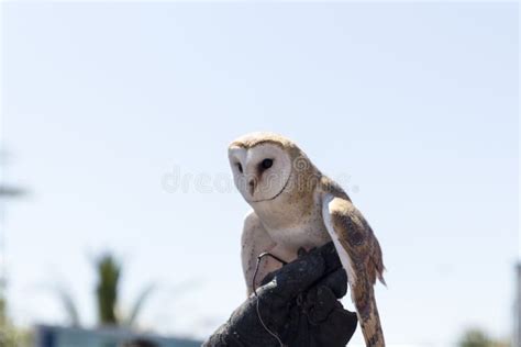 Screech Owl Stock Photo Image Of Falconry Looking Human 53191686