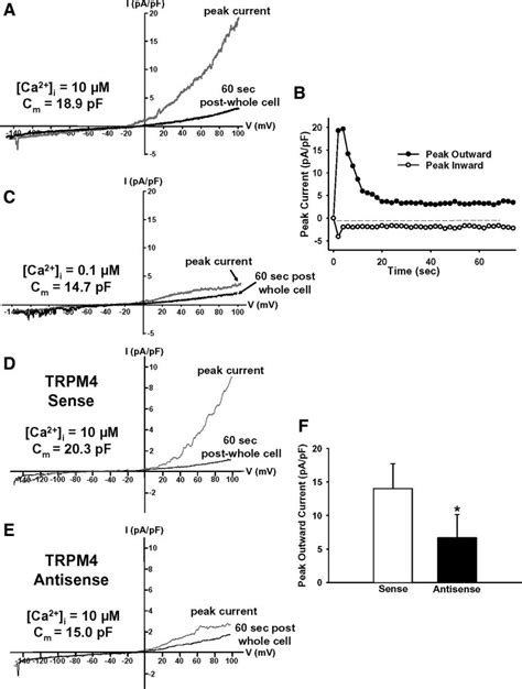 Whole Cell Transient Receptor Potential Trp M Currents In Cerebral