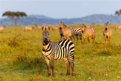 Safari Photography Tips - How to Get Great Photos on Safari - swedbank.nl