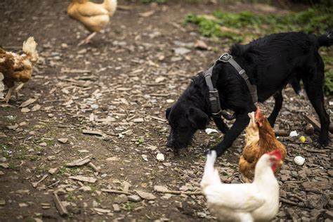 C Mo Evitar Que Un Perro Ataque A Las Gallinas