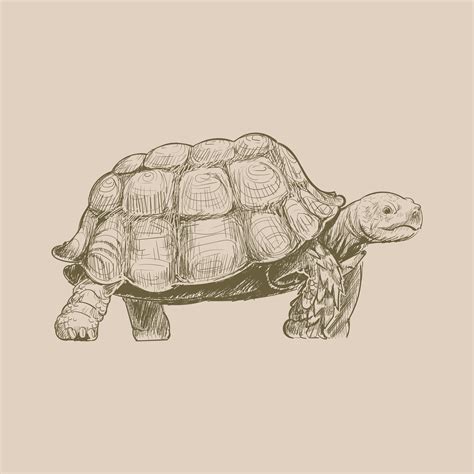 Illustration Drawing Style Of Turtle Download Free Vectors Clipart