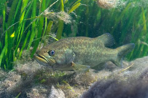 Stocking Your Pond with Fish - Excavation Oregon