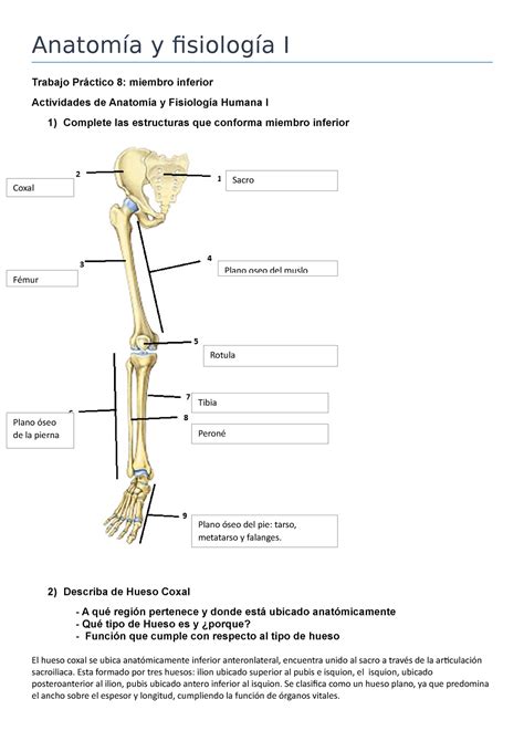 Trabajo Práctico 8 Miembro inferior Anatomía y fisiología I Trabajo