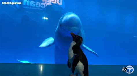 Chicago S Shedd Aquarium Penguins Visit Beluga Whales On Latest Field Trip Adventure Amid