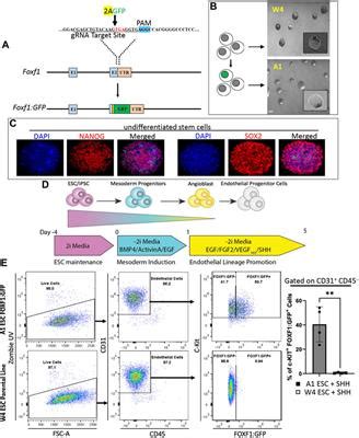 Frontiers Endothelial Progenitor Cells Derived From Embryonic Stem