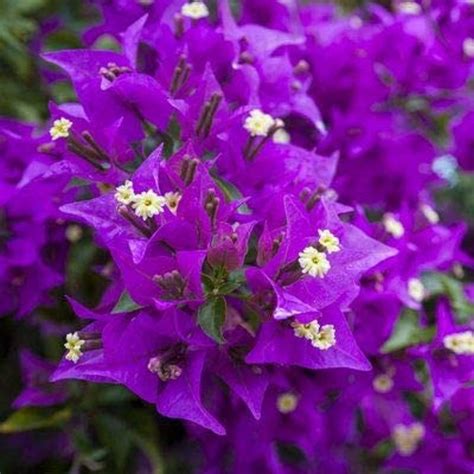 Amazon Chuxay Garden Dark Violet Bougainvillea Seed Seeds