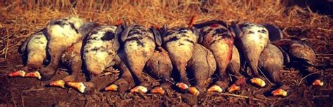 Missouri Guided Conservation Snow Goose Hunts | Missouri Snow Goose Hunts