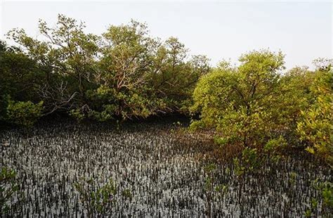 The Environment Agency Abu Dhabi Announces The Ghars Al Emarat Which