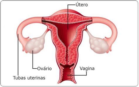 Sistema Reprodutor Feminino Toda Matéria