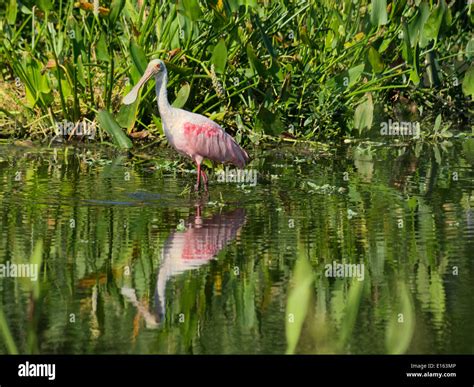 Roseate Spoonbill Wading In Water In Florida Wetlands Stock Photo Alamy