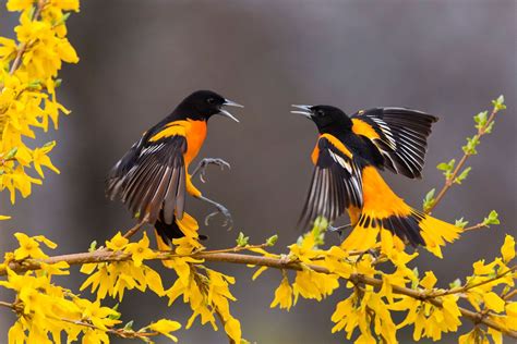 Warna Yang Menarik Burung Berita Burung Di Dunia Torontocanaries