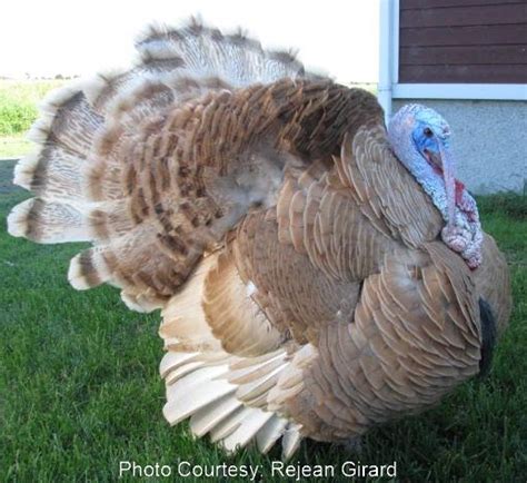 Pencilled Red Palm Porter S Rare Heritage Turkeys