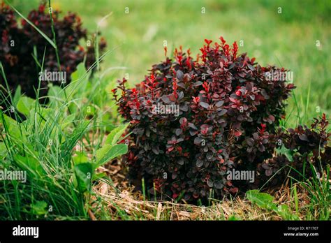 Bush Of Berberis Thunbergii The Japanese Barberry Thunbergs Barberry
