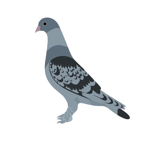 Vector Illustration Of A Racing Pigeon On A White Background Perfect