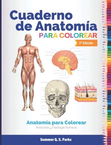 Netter Cuadernos De Anatomia Para Colorear