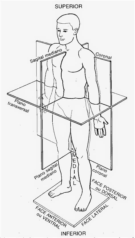 Divisao Do Corpo - Anatomia Humana: DIVISÃO DO CORPO HUMANO