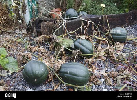 Pumpkins Growing In A Garden Stock Photo Alamy