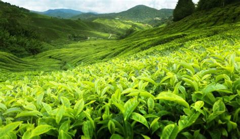 The Birth of Ceylon Tea - Ceylon Tea