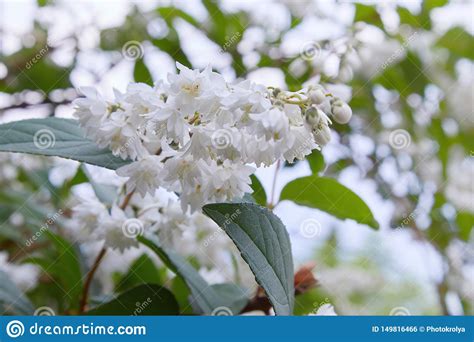 Fuzzy Deutzia Doble Del Scabra Del Deutzia Floreci En La Floraci N