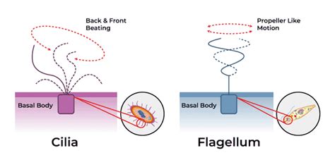 Flagella: Structure, Function, and Biological Significance