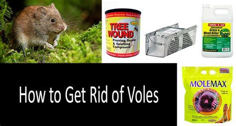 How To Get Rid Of Voles Best Vole Traps Repellents And Poisons In