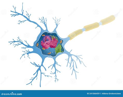 Anatomy of a Multipolar Neuron. Nerve Cells, Also Known As a Neurons ...