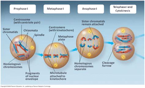 Cell Division Meiosis Flashcards Quizlet