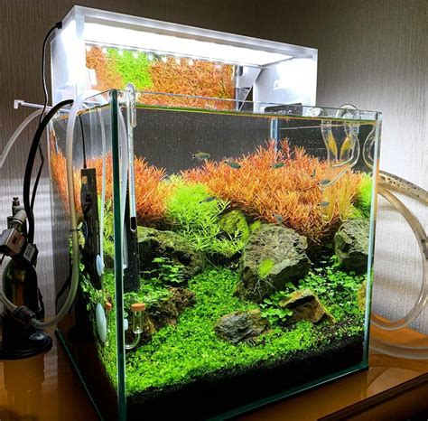 45 Nano Planted Tank Design Inspirations To Displayed At The Office