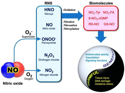 Microorganisms Free Full Text Pleiotropic Functions Of Nitric Oxide