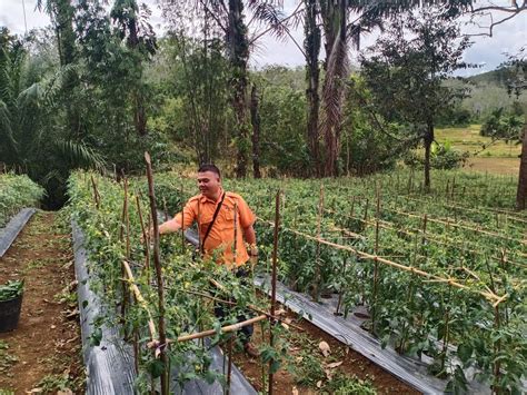 Kelompok Tani Mandiri Siap Panen Palawija Ditjen Konservasi Sumber