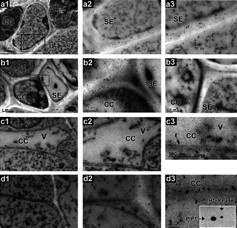 Immunogold Localization Of Type I H Ppase And Pip In Secc