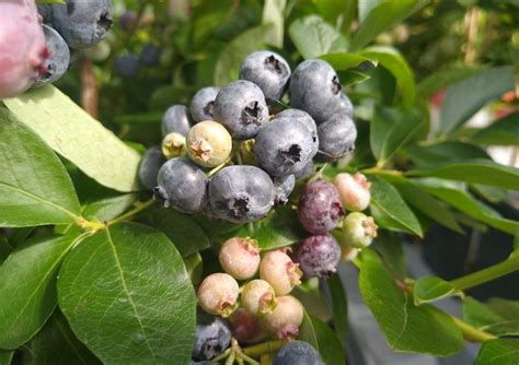 Blauwe Bes Snoeien Fruitbomen Net