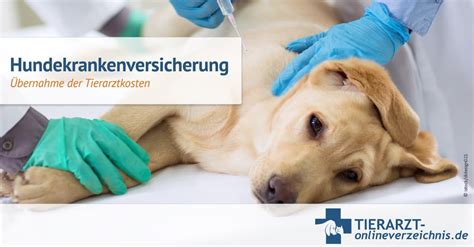 Hundekrankenversicherung übernimmt Kosten der tierärztlichen