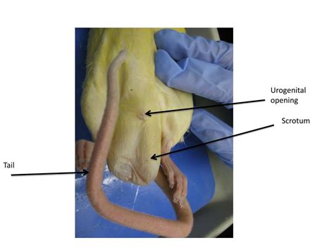 Ppt Anus Structured Opening Behind The Scrotum Powerpoint