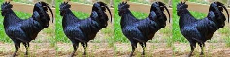 Kadaknath Chicken Farming Project Report Agri Farming