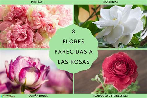 Details 100 Picture Flor Parecida A La Peonia Abzlocal Mx