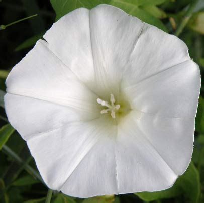 Flora De Malpica De Tajo La Correhuela O Campanilla Menor Convolvulus