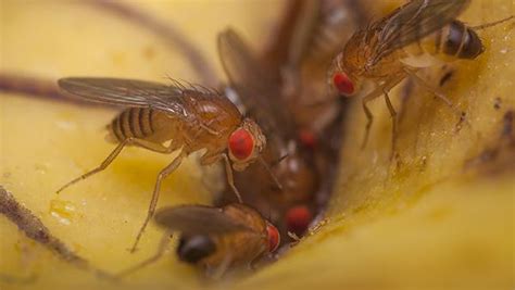 How To Identify And Get Rid Of A Fruit Fly Problem In Your Sugar Land Home