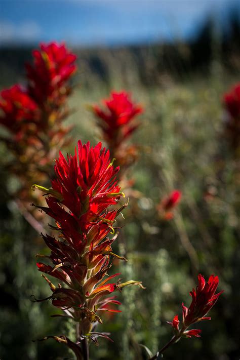 Red Indian Paintbrush Photograph by Alan Johnson | Fine Art America