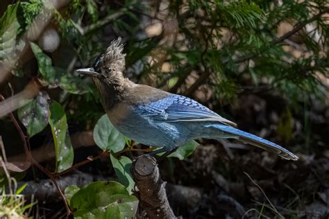 Stellar S Jay Our Yard 3 15 2024 From Recovered Data From Cards That