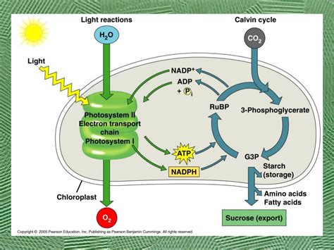 Ap Biology Photosynthesis Calvin Cycle