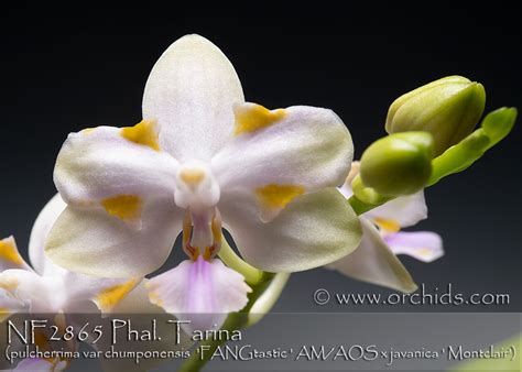 Phal Tarina Pulcherrima Var Chumponensis Fangtastic Amaos X