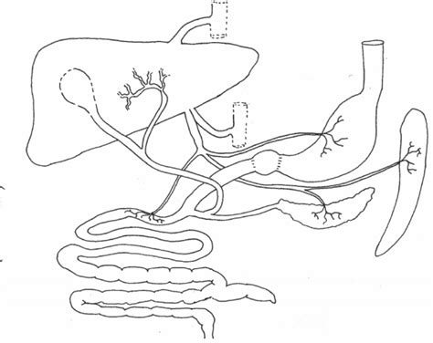 Pig Digestive System Diagram | Quizlet