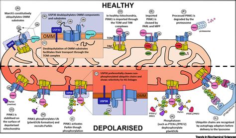 Mitochondrial Dysfunction And Mitophagy In Parkinsons Disease From