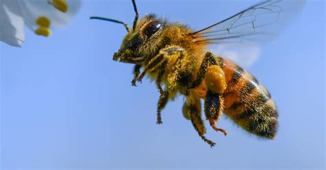 Ein Bienenstich Beim Kind Was Nun